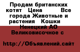 Продам британских котят › Цена ­ 500 - Все города Животные и растения » Кошки   . Ненецкий АО,Великовисочное с.